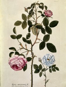 Botânico: Rosa com cem folhas (Rosa centifolia) Placa retirada de "Medicinalium secundum Linnaei digestarum" de Joseph Jacobi Plenck (1735-1807) 1788-1803 Coleção particular de Austrian School