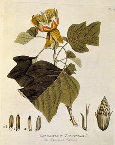Botânica: "Tulipeira da Virgínia" (Liriodendron tulipifera) Prancha extraída de "Medicinalium secundum Linnaei digestarum" de Joseph Jacobi Plenck (1735-1807) 1788-1803 Coleção particular de Austrian School