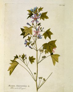 Botânico: "grande roxo" (Malva sylvestris) Placa retirada de "Medicinalium secundum Linnaei digestarum" de Joseph Jacobi Plenck (1735-1807) 1788-1803 Coleção privada de Austrian School
