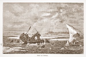 Lute com Morsa, 1876 de Austrian School