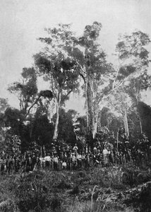 Matta Virgem, 1895