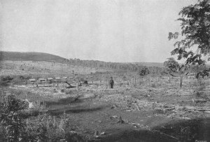 Plantacao de Cafe novo, New coffee plantation, 1895