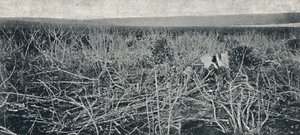 Plantacao de Mandioca, 1895