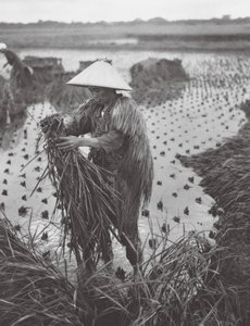 Japão: Colheita de arroz perto de Niigata (fotografia a preto e branco)
