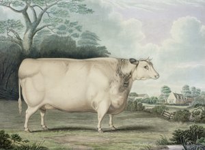 Vaca Privilegiada Curta de Habertoft, gravada por C. Hunt, 1842 (gravura colorida)