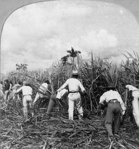 Colheita de cana-de-açúcar, Rio Pedro, Porto Rico, 1900.