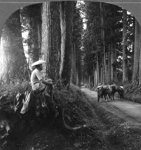 O caminho sagrado para Nikko, Japão, 1905.