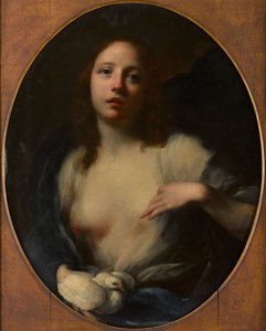 Pintura de uma jovem rapariga com pomba branca (óleo sobre tela) de Baldassare (1611 89) Franceschini
