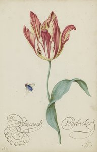 Estudo de uma tulipa e uma mosca. 1620-29 de Balthasar van der Ast