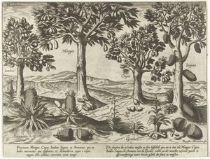 Árvores frutíferas e arbustos das Índias Orientais de Baptista van Doetechum