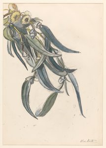 Ramo florido de um eucalipto de Barbara Elisabeth van Houten
