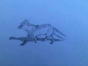 Fox, 2018 de Barbara Hoogeweegen