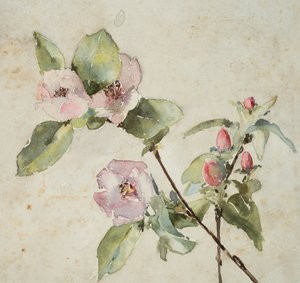 Ramos de flores cor-de-rosa (aguarela sobre papel)