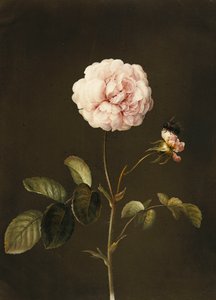 Uma rosa Gallica com um zangão,