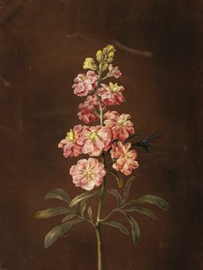 Um estoque rosa com uma libélula,