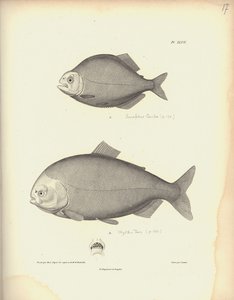 Characidae, Pl. XLVII, gravada por Coutant após uma gravura de Nicola Huet (1770-1827), ilustração de "Coleção Comparativa de Zoologia e Anatomia Comparada, Segunda Parte", por Al.