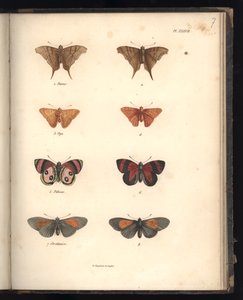 Lepidoptera, Pl. XXXVII, ilustração do &39;Compêndio Comparativo de Zoologia e Anatomia Comparada, Parte II&39;, por Al. Humboldt e Bonplant, Paris, 1821 (gravura a cores)