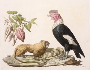 Macaco-leão e condor, nativo do Chile ou Equador, de &39;Le Costume Ancien et Moderne&39;, Volume II, placa 1, de Jules Ferrario, gravado por Gallo Gallina (1796-1874), publicado em c.1820s-30s (cor acesa de Baron Friedrich Alexander von Humboldt
