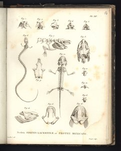 Lacertinae esqueletos energéticos e portas México, placa 14, osteologia dos sirenomelia e axolotl