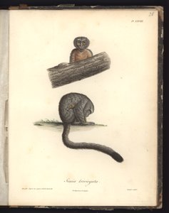 Simia trivirgata, Pl.XXVIII, aço gravado por Louis Bouquet (1765-1814) após uma gravura de Nicola Huet (1770-1827), ilustração de &39;Recueil d&39;observation de zoologie et d&39;anatomie comparee, fai de Baron Friedrich Alexander von Humboldt