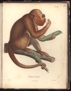 Simia ursina, Pl.XXX, ilustração do Compêndio de Observações de Zoologia e Anatomia Comparada, feita no Oceano Atlântico, dentro do novo continente e no Mar do Sul durante os anos