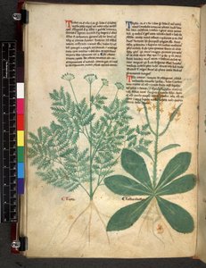 Egerton 747 f.101v Treatise on Herbs, c.1280-1310 (tinta e cor em pergaminho) de Bartholomaei Mini de Senis