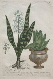 Aloe. de Bartholomaus Seutter