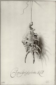 Holandês: Estudo de uma concha "Cleijne Geel ghepleckte Krab" pendurada num fio Concha de um álbum de Bartholomeus Assteyn