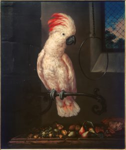 Papagaio branco