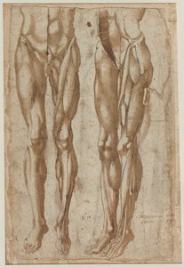 Dois estudos de um homem esfolado (reto) de Bartolommeo da Arezzo