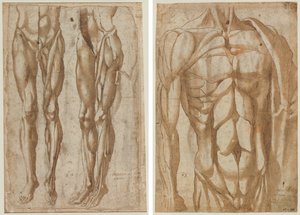 Dois estudos de um homem esfolado (reto) Estudo de um tronco esfolado (verso) de Bartolommeo da Arezzo