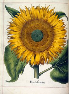 Um girassol (flos solis maior), de 