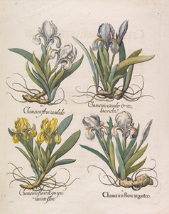 Chamaeiris bloom, 1613.