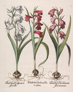 Gladiolus communis flor vermelha de 1613.