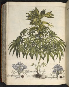 Helleborus, ilustração de 