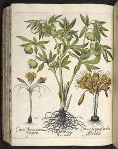 Helleborus niger, Ilustração de 