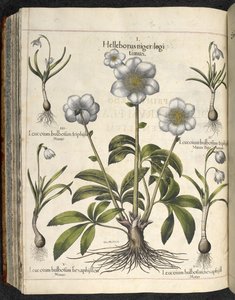 Helleborus niger, Ilustração de 