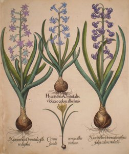 Hyacinthus orientalis floreduplici-Hyacinthus orientalis violaceo albislienis-Crocus vernus albus fundo violaceo-Hyacinthus orientalis reflexis folys colore violaceo de Basilius Besler