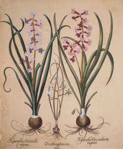 Hyacinthus orientalis mixtus-Ornithogalum minus-Hyacinthus orientalis veriegatus de Basilius Besler