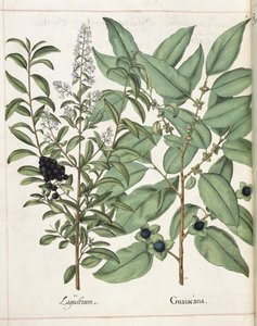 Ligustrum e Guiacana, de 