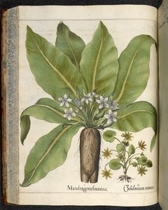Mandrake Mandragora femina, ilustração de 