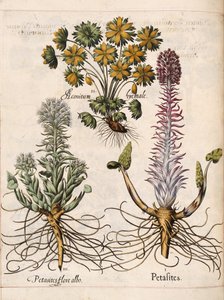 Petasitas, de 