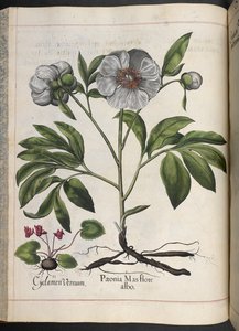 Placa 106: Cyclamen Vernum, Paonia Mas flore albo, de Hortus Eystettensis, de Basilius Besler