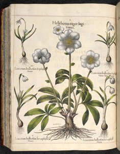 Placa 29: Helleborus niger ... Hortus Eystettensis, ... Basilius Besler de Basilius Besler