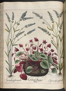 Placa 347: Cyclamen Romanum, de Hortus Eystettensis, de Basilius Besler de Basilius Besler