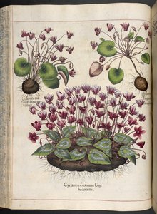 Placa 348: Ciclame: Hortus Eystettensis, ... Basilius Besler, 1613 de Basilius Besler