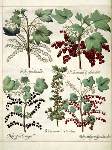 Plantas de groselha vermelha e groselha-negra, de 