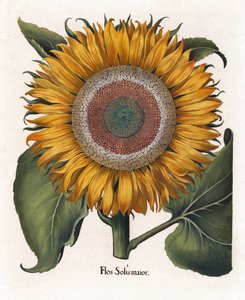 O Girassol Comum, Flos Solis Maior