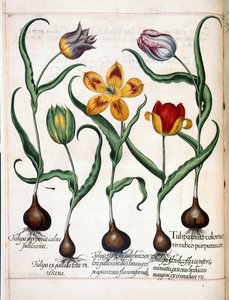 Tulipa, de 