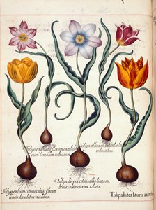 Tulipas, de 